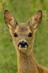 Roe_deer fawn